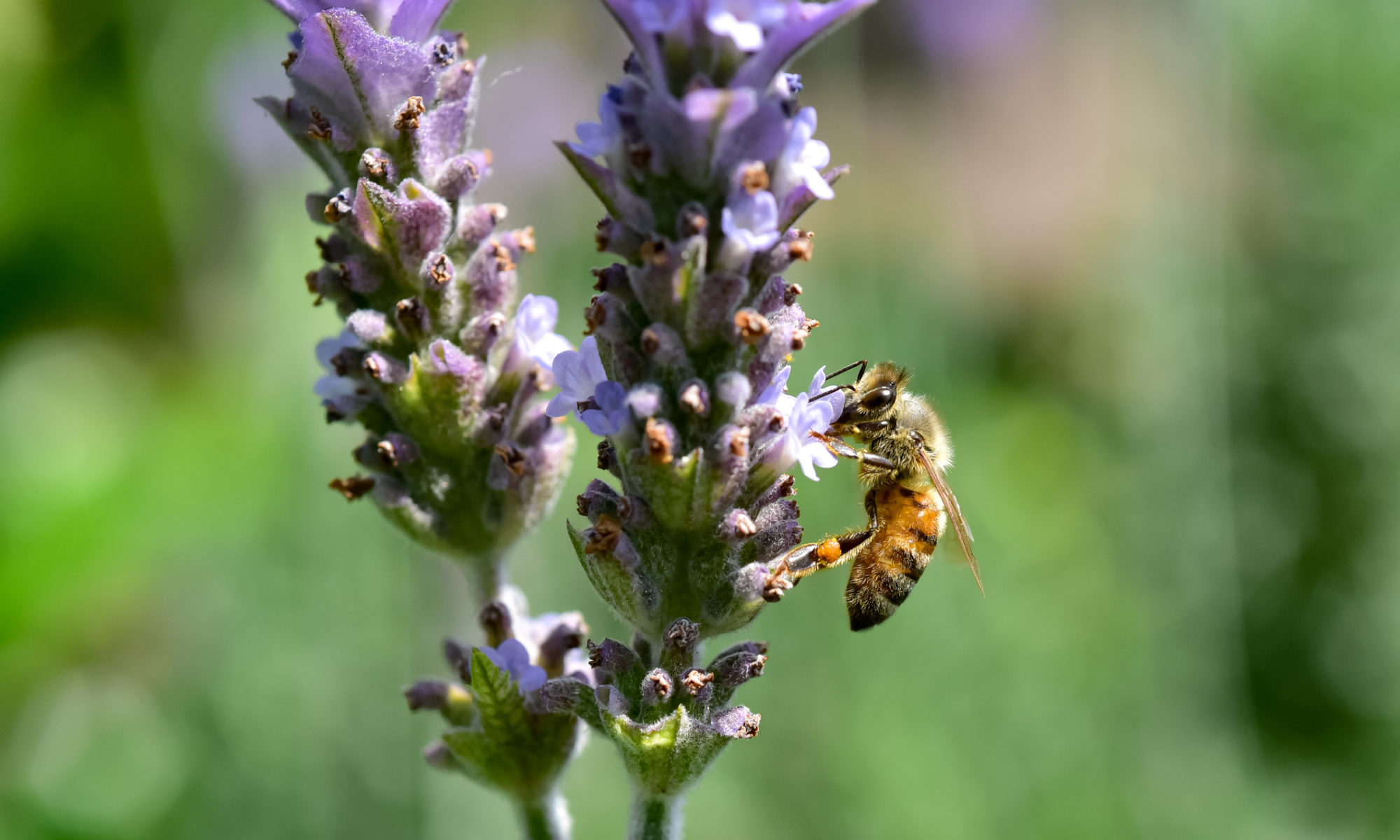 Domaine Apicole de Chezelles