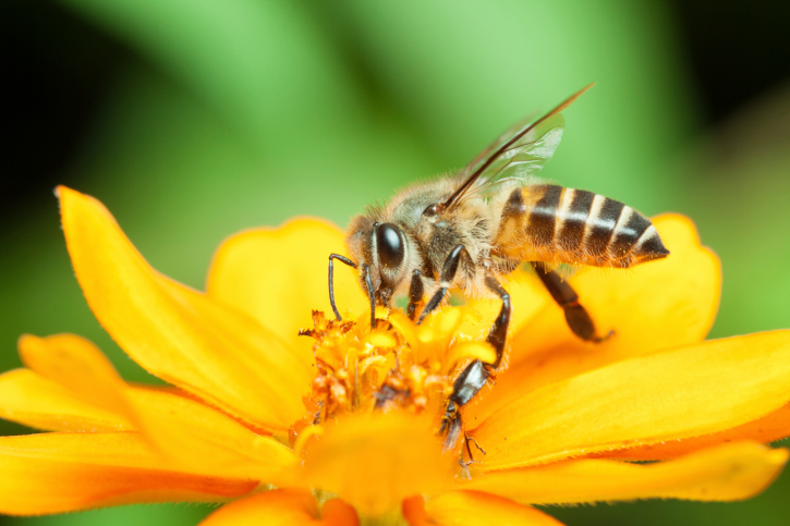 Abeille butinant une fleur jaune