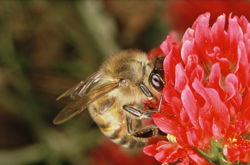 Abeille butinant une fleure rose