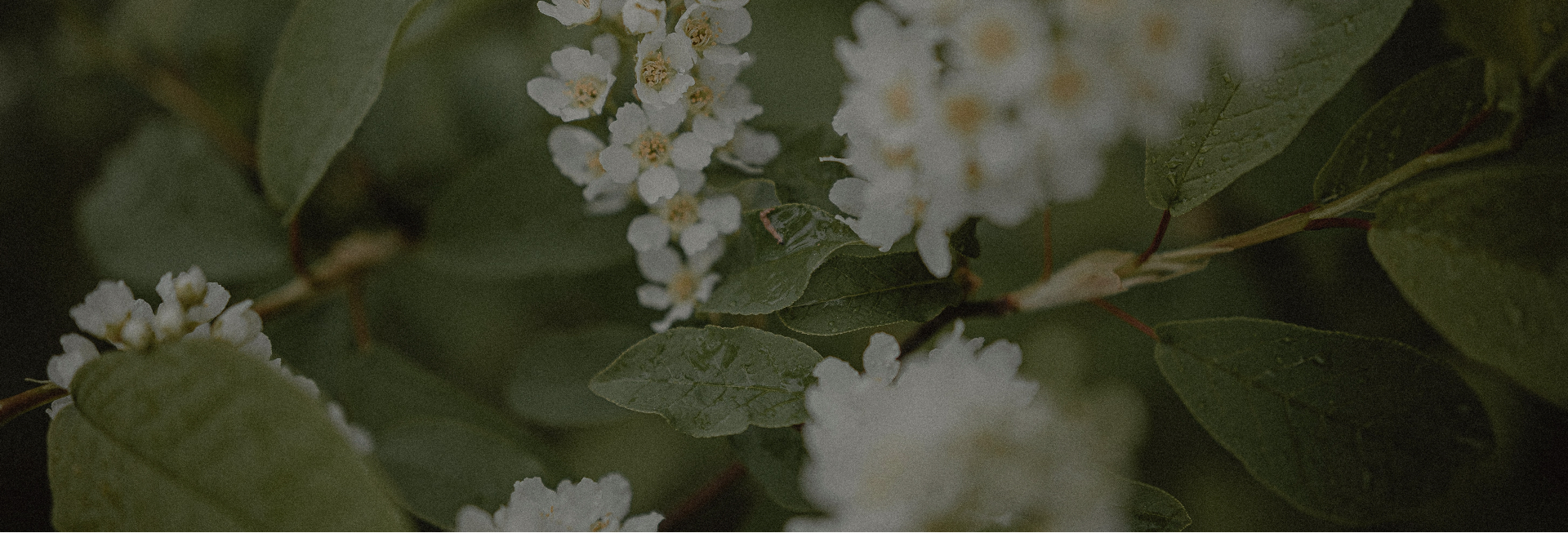 Les madeleines gourmandes 